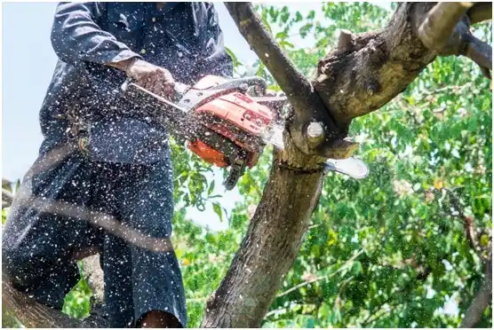 tree services Hilltop